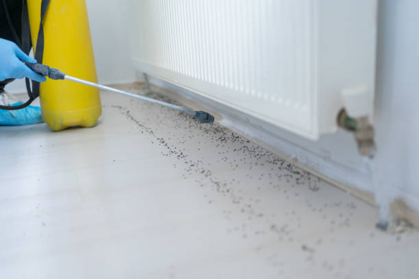 Best Spider Control Near Me  in Hutchinson, MN